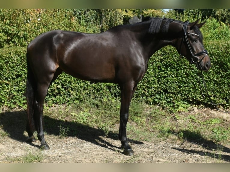 KWPN Merrie 3 Jaar 174 cm Bruin in Neuss