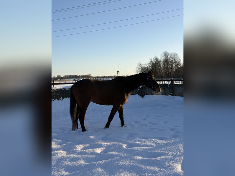 KWPN Merrie 4 Jaar 153 cm Donkerbruin in Houten