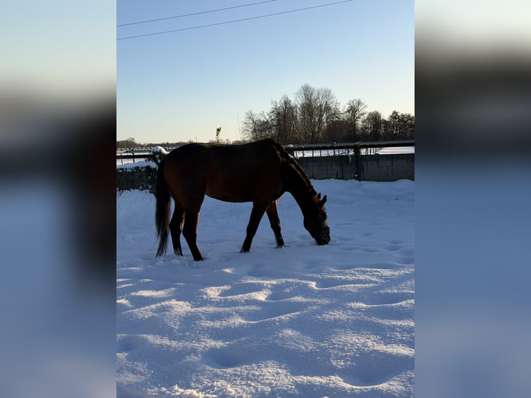 KWPN Merrie 4 Jaar 153 cm Donkerbruin in Houten