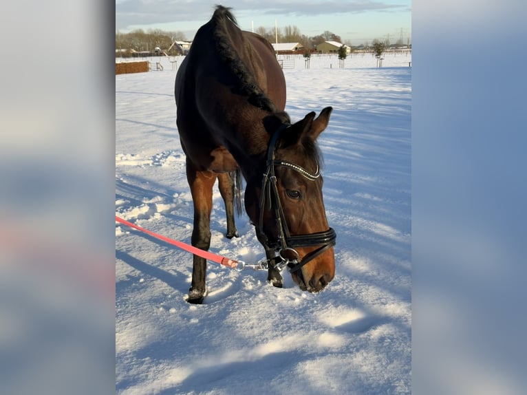 KWPN Merrie 4 Jaar 153 cm Donkerbruin in Houten