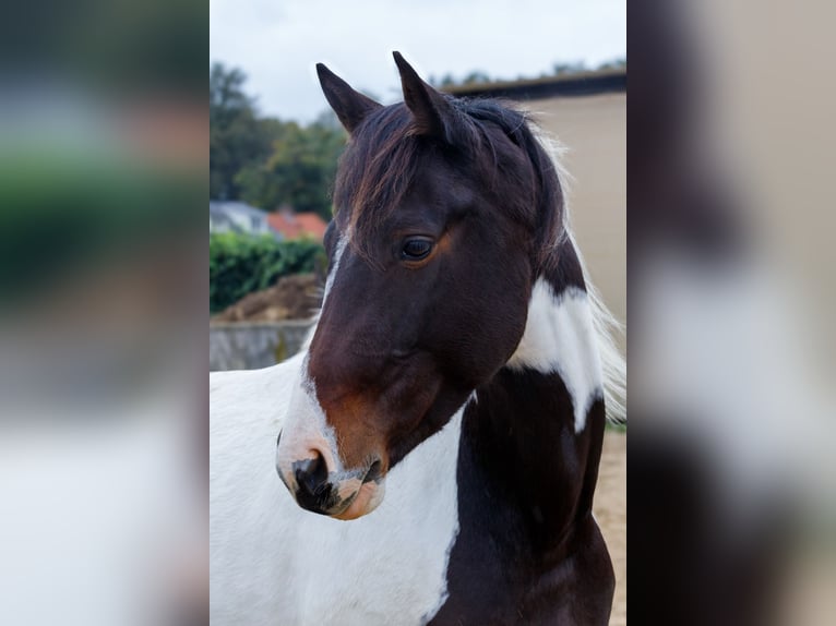 KWPN Merrie 4 Jaar 153 cm Gevlekt-paard in Drunen