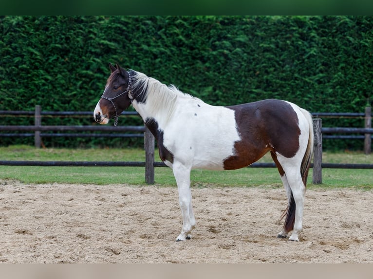 KWPN Merrie 4 Jaar 153 cm Gevlekt-paard in Drunen