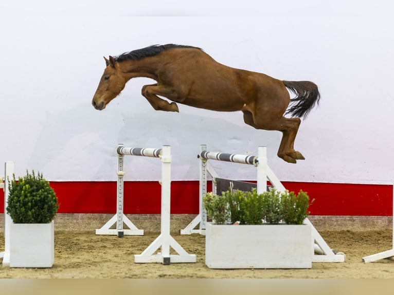 KWPN Merrie 4 Jaar 154 cm Vos in Waddinxveen