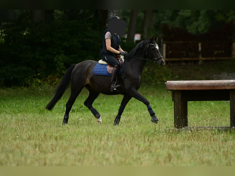 KWPN Merrie 4 Jaar 155 cm Bruin in Handorf