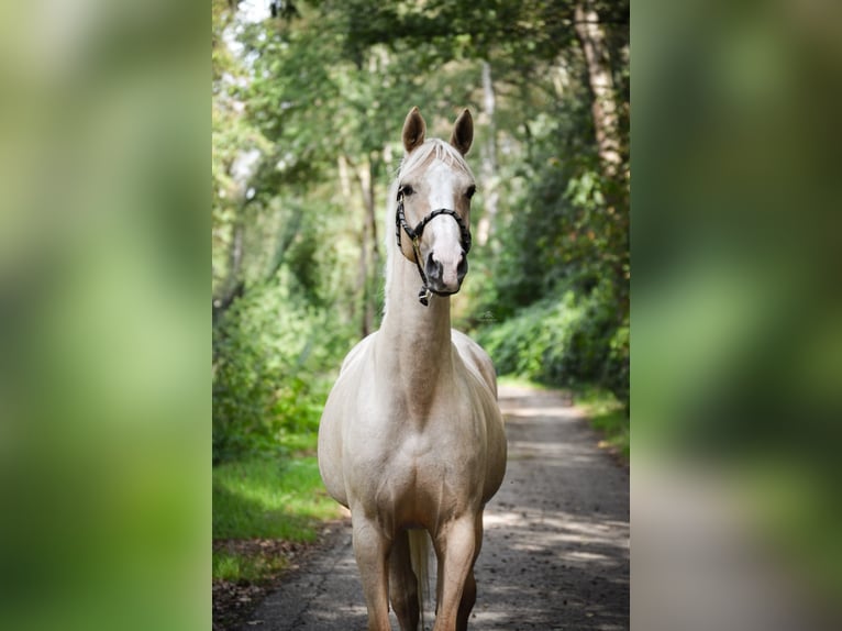 KWPN Merrie 4 Jaar 155 cm Palomino in Hoogerheide