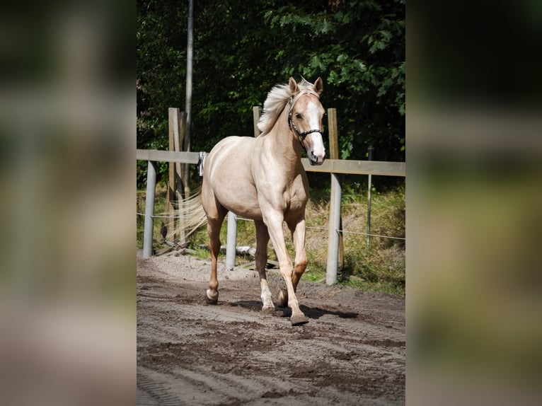 KWPN Merrie 4 Jaar 155 cm Palomino in Hoogerheide