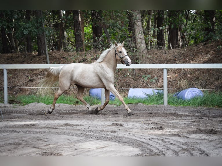 KWPN Merrie 4 Jaar 155 cm Palomino in Hoogerheide