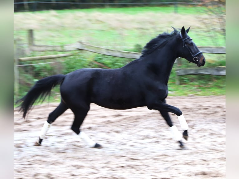 KWPN Merrie 4 Jaar 157 cm Zwart in uelsen