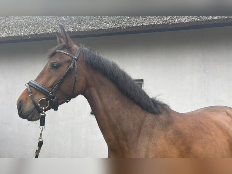 KWPN Merrie 4 Jaar 158 cm Bruin in Velp