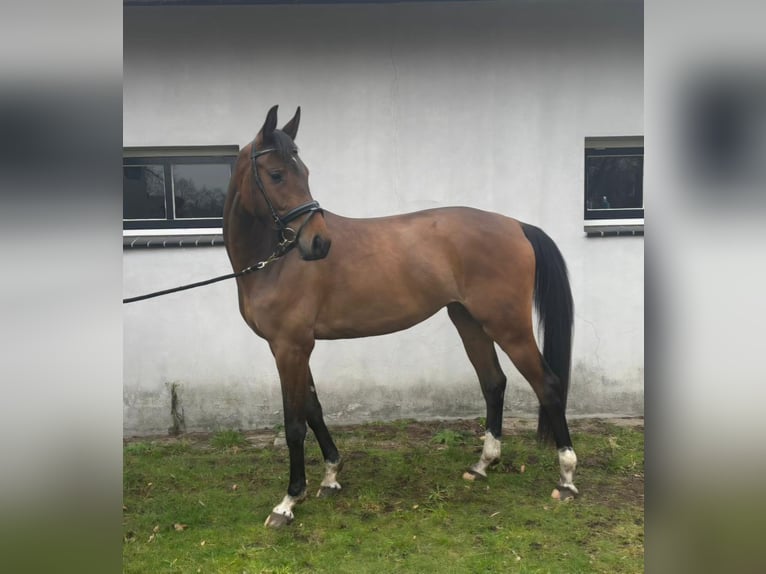 KWPN Merrie 4 Jaar 158 cm Bruin in Velp