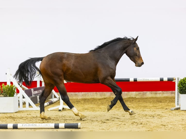 KWPN Merrie 4 Jaar 158 cm Bruin in Waddinxveen