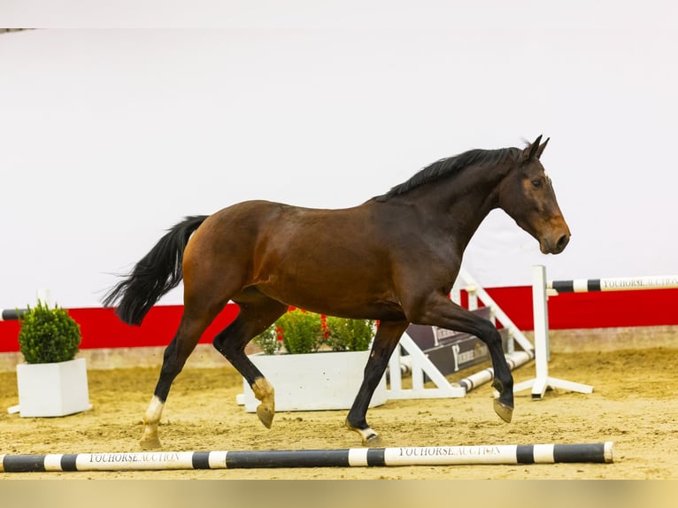 KWPN Merrie 4 Jaar 158 cm Bruin in Waddinxveen