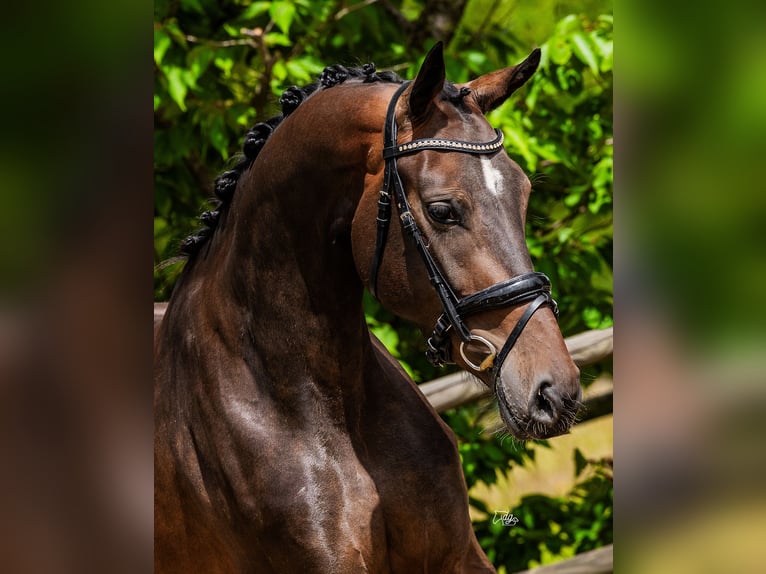 KWPN Merrie 4 Jaar 160 cm Donkerbruin in Helvoirt