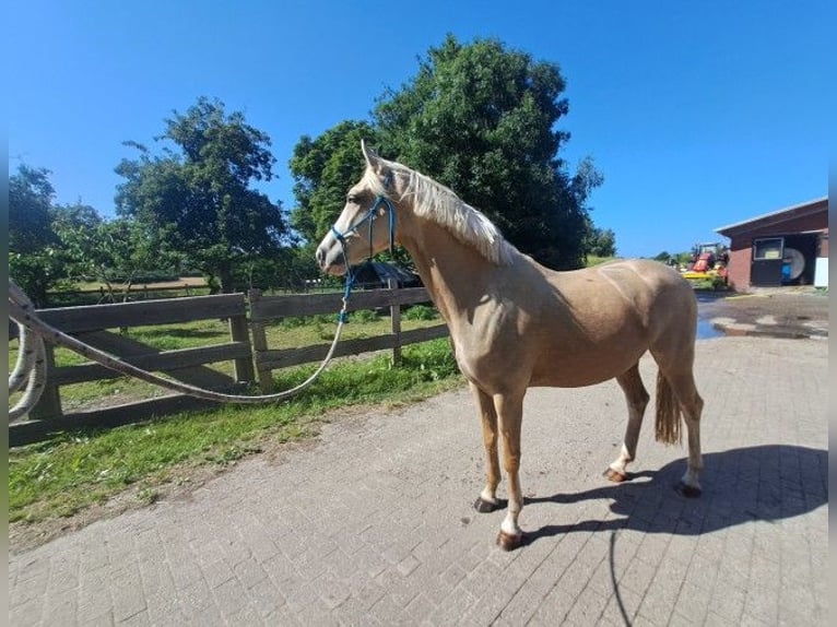KWPN Merrie 4 Jaar 160 cm Palomino in Weener