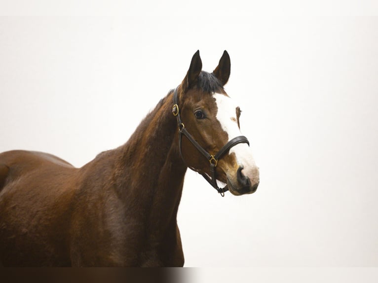 KWPN Merrie 4 Jaar 160 cm  in Waddinxveen
