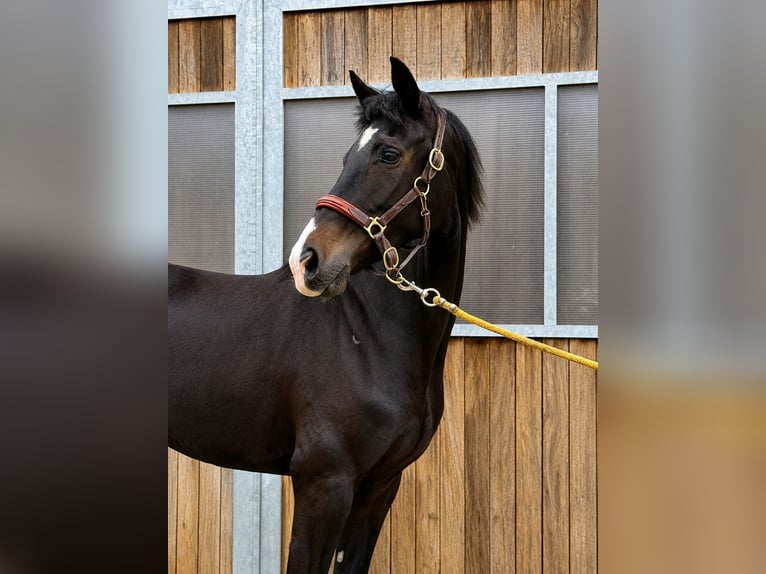 KWPN Merrie 4 Jaar 161 cm Zwart in Sarthe