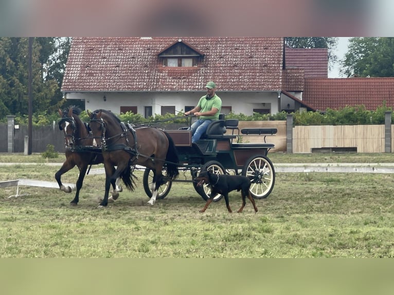 KWPN Merrie 4 Jaar 162 cm Bruin in Szatymaz