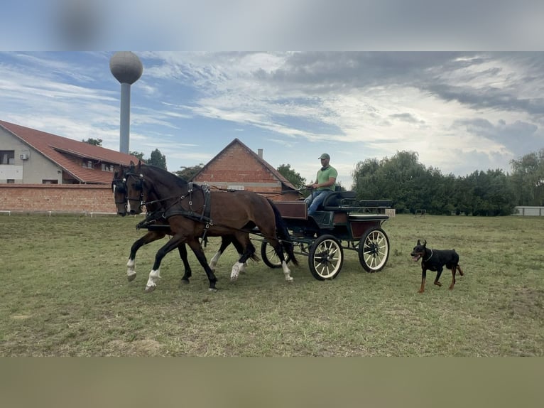 KWPN Merrie 4 Jaar 162 cm Bruin in Szatymaz