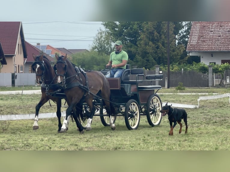 KWPN Merrie 4 Jaar 162 cm Bruin in Szatymaz