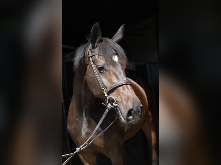KWPN Merrie 4 Jaar 162 cm Bruin in Geilenkirchen