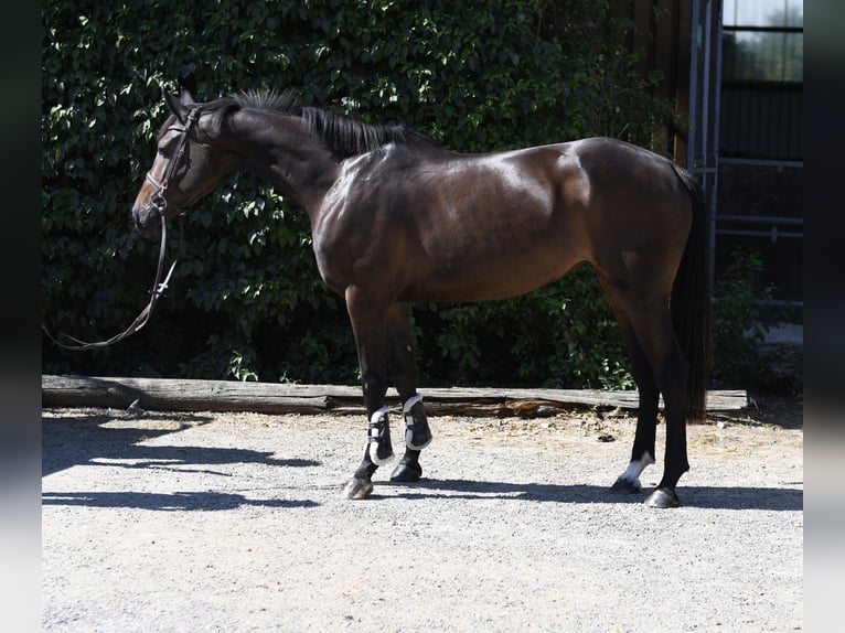 KWPN Merrie 4 Jaar 162 cm Bruin in Geilenkirchen