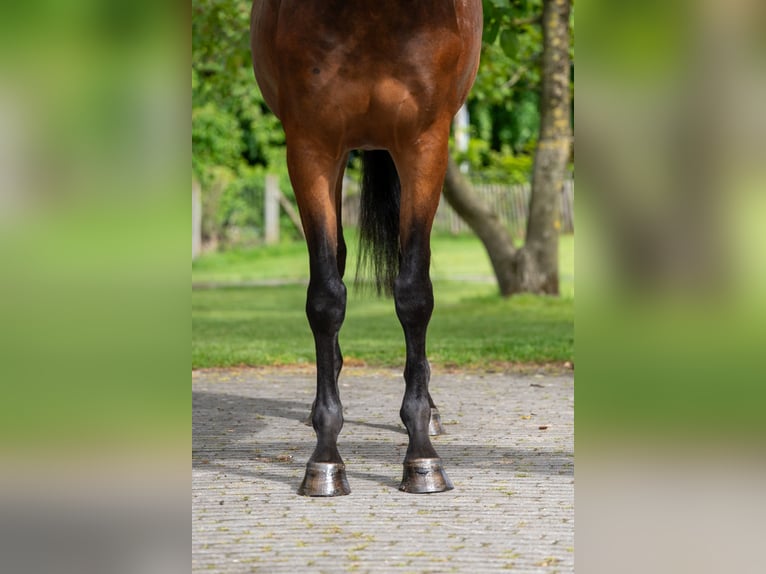 KWPN Merrie 4 Jaar 162 cm Bruin in Grote-Brogel