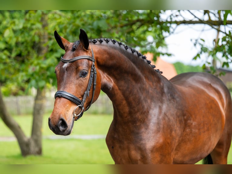 KWPN Merrie 4 Jaar 162 cm Bruin in Grote-Brogel