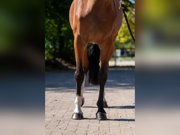 KWPN Merrie 4 Jaar 162 cm Bruin in Kaulille