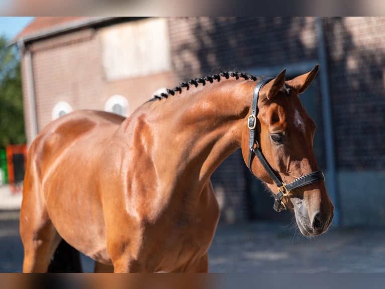 KWPN Merrie 4 Jaar 162 cm Bruin in Kaulille