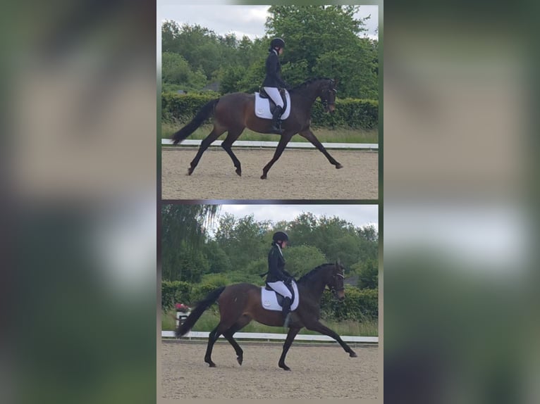 KWPN Merrie 4 Jaar 162 cm Donkerbruin in Oensingen