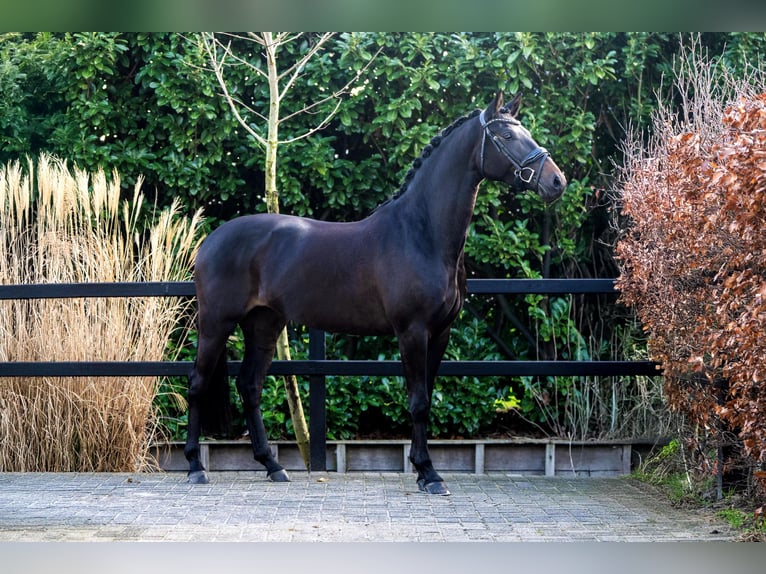 KWPN Merrie 4 Jaar 162 cm Donkerbruin in Nootdorp