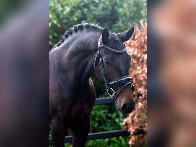 KWPN Merrie 4 Jaar 162 cm Donkerbruin in Nootdorp