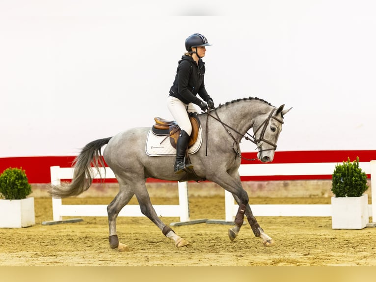 KWPN Merrie 4 Jaar 162 cm kan schimmel zijn in Waddinxveen