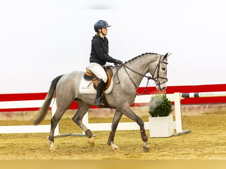 KWPN Merrie 4 Jaar 162 cm kan schimmel zijn in Waddinxveen