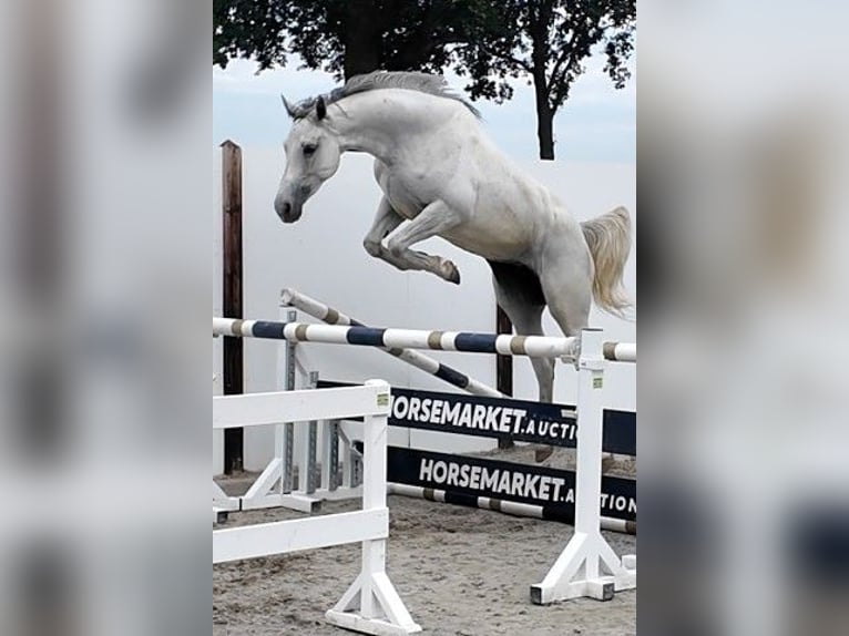 KWPN Merrie 4 Jaar 162 cm Schimmel in Waddinxveen