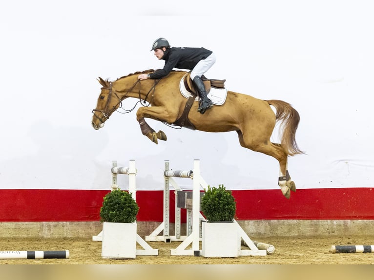 KWPN Merrie 4 Jaar 162 cm in Waddinxveen