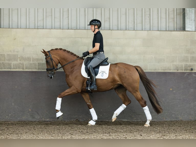 KWPN Merrie 4 Jaar 162 cm Vos in Bruchem