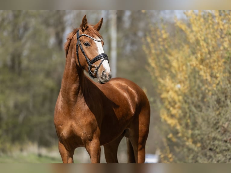 KWPN Merrie 4 Jaar 162 cm Vos in Windhagen
