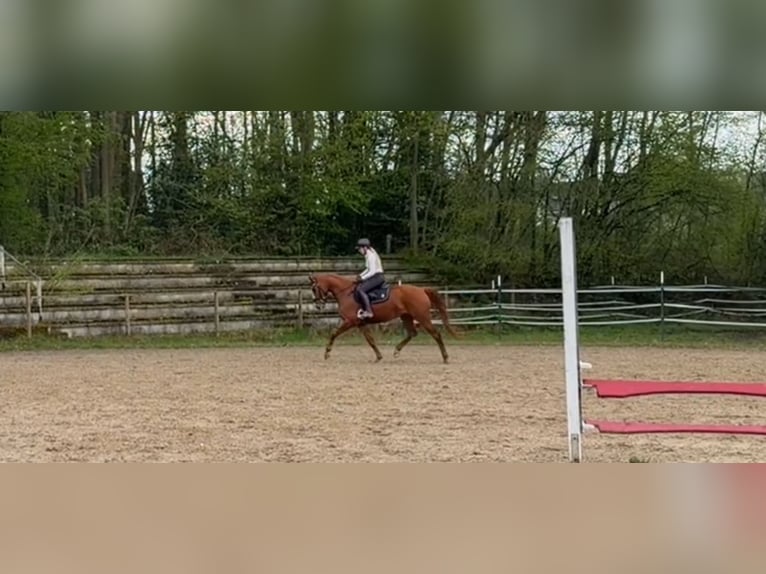 KWPN Merrie 4 Jaar 162 cm Vos in Windhagen