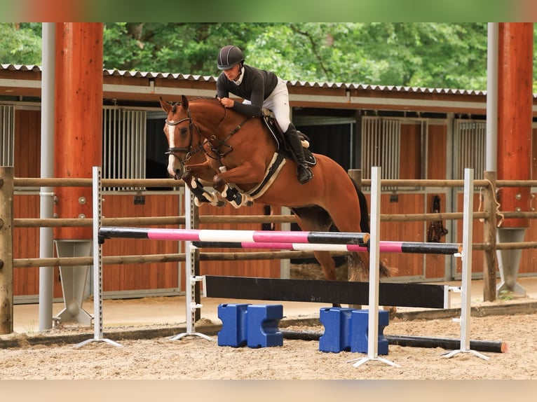 KWPN Merrie 4 Jaar 163 cm Bruin in Wierden