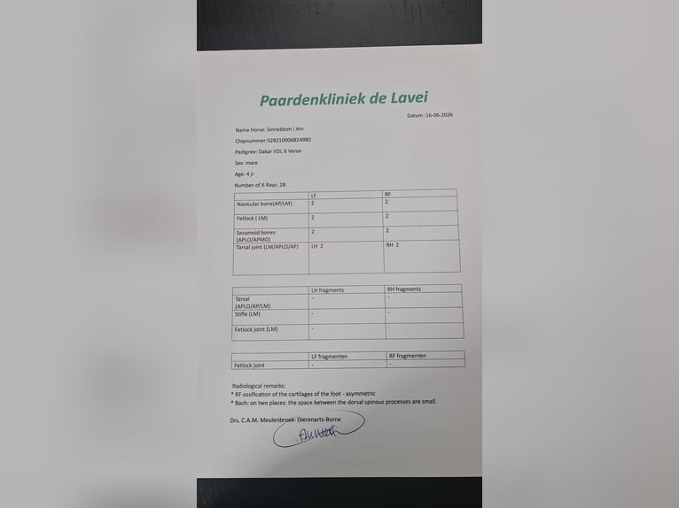 KWPN Merrie 4 Jaar 163 cm Bruin in Wierden