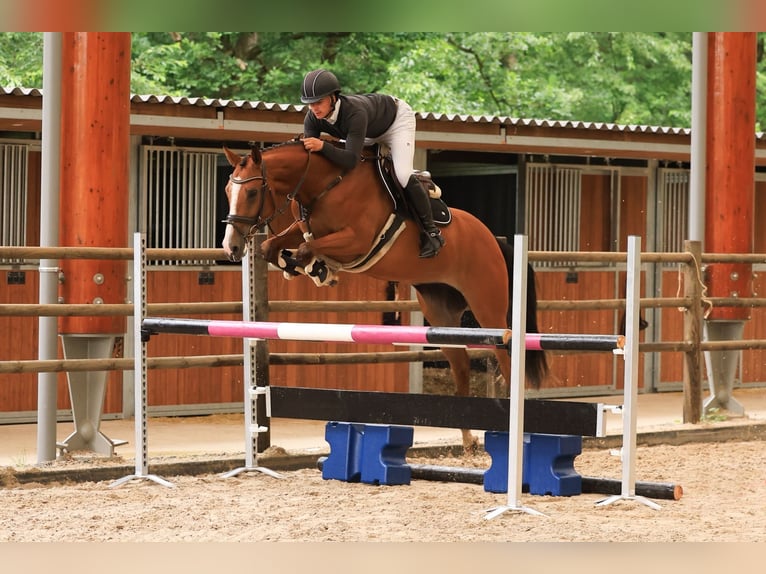 KWPN Merrie 4 Jaar 163 cm Bruin in Wierden