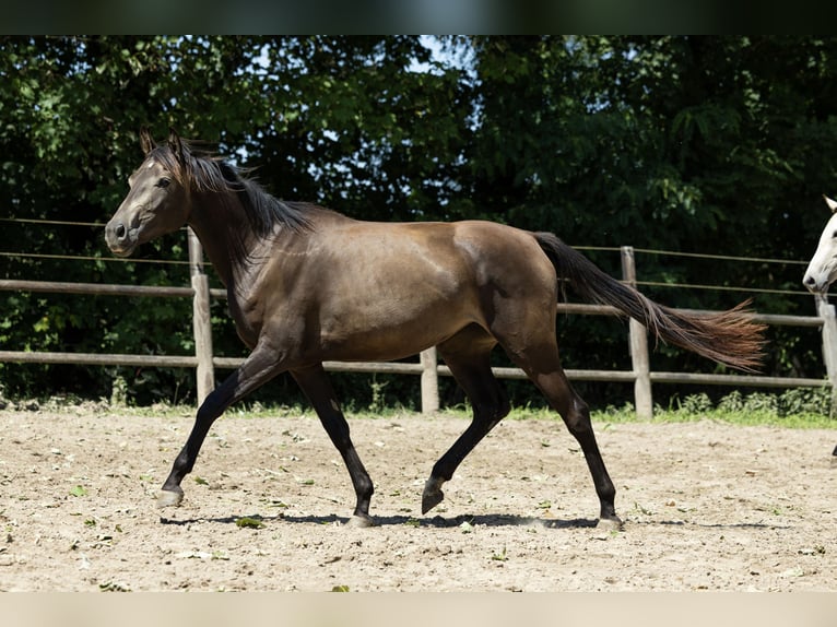 KWPN Merrie 4 Jaar 163 cm Buckskin in Ulicoten