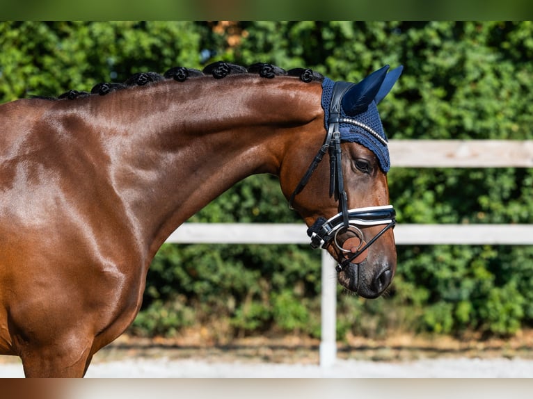 KWPN Merrie 4 Jaar 163 cm Roodbruin in Hardinxveld-Giessendam