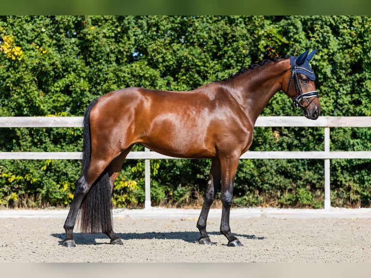 KWPN Merrie 4 Jaar 163 cm Roodbruin in Hardinxveld-Giessendam