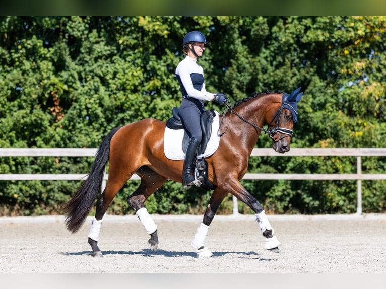 KWPN Merrie 4 Jaar 163 cm Roodbruin in Hardinxveld-Giessendam
