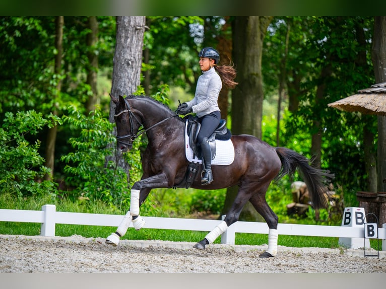 KWPN Merrie 4 Jaar 163 cm Zwart in Uden