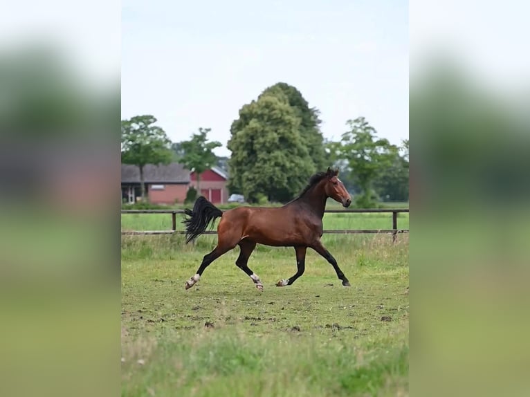 KWPN Merrie 4 Jaar 164 cm Bruin in Mariënvelde