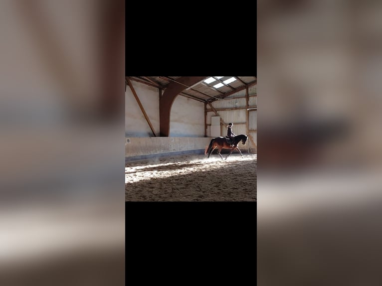 KWPN Merrie 4 Jaar 164 cm Bruin in Messel