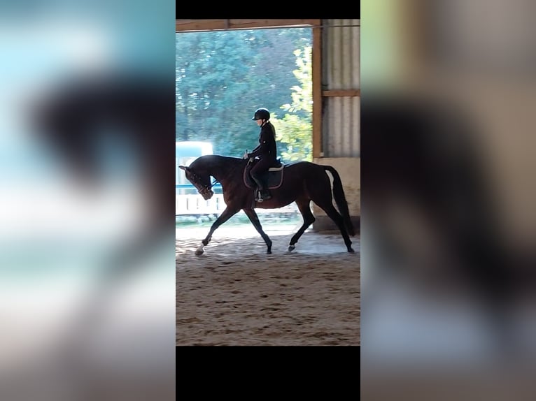 KWPN Merrie 4 Jaar 164 cm Bruin in Messel